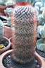 MAMMILLARIA DYCKIANA.jpg